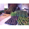 Imagen de noticia: Campaña de distribución de plantas ornamentales